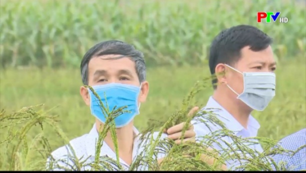 Anh Vũ Văn Hoan-Nguyên Phó Phòng Nông nghiệp và PTNT huyện Thanh Sơn (trái) đang kiểm tra nếp Quạ đen. Ảnh: Tư liệu của PTV.