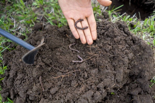 Có ít nhất ba loại giun đất khác nhau đang hoạt động trong đất. Mỗi loại sống trong một lớp đất cụ thể và thực hiện các chức năng khác nhau góp phần vào tăng cường sức khỏe của đất. Ảnh: Getty