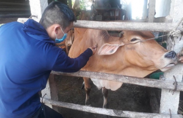 Bệnh viêm da nổi cục tái phát trong năm nay chủ yếu trên đàn bò mẹ chưa được tiêm phòng trong năm 2021. Ảnh: V.Đ.T.