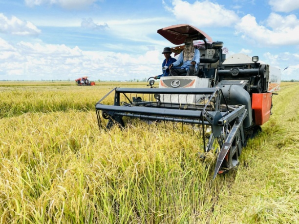 Nông dân Kiên Giang đang vào vụ thu hoạch rộ lúa đông xuân 2021-2022 nhưng không mấy vui do chi phí đầu vào tăng cao khiến lợi nhuận teo tóp. Ảnh: Hoàng Vũ.