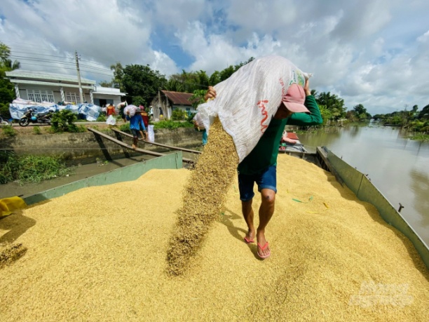 Giá thành sản xuất lúa tăng, trong khi năng suất giảm, giá bán thấp hơn cùng kỳ thì chắc chắn lợi nhuận của nông dân sẽ sụt giảm theo. Ảnh: Hoàng vũ.