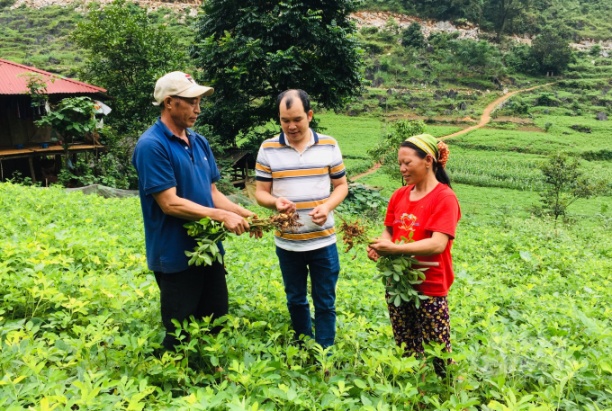 Cán bộ Công ty TNHH Một thành viên Nông lâm nghiệp Hà Quảng hướng dẫn kỹ thuật trồng, chăm sóc cây lạc L14 cho người dân vùng cao xã Sóc Hà (Hà Quảng). Ảnh: Công Hải.