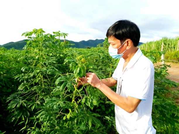 Năm 2021, bệnh khảm lá đã gây hại tăng đột biến tại địa bàn Gia Lai. Ảnh: Đăng Lâm.