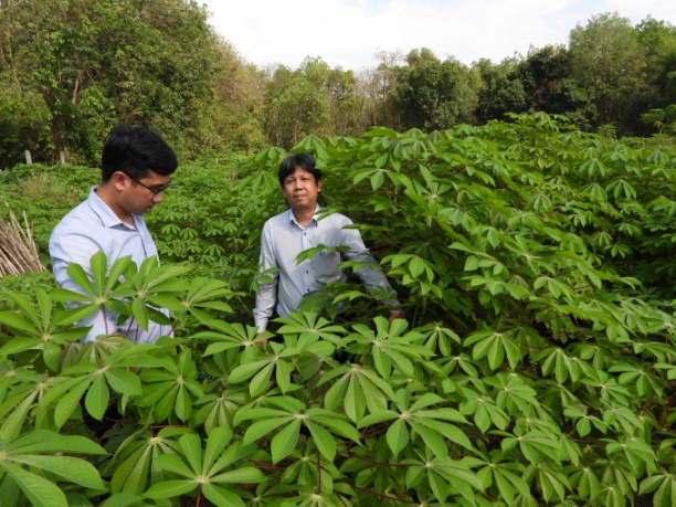 Ông Hà Thanh Tùng (phải), Giám đốc Trung tâm Khuyến Nông Tây Ninh kiểm tra vùng thực nghiệm giống sắn HN3 và HN5. Ảnh: Trần Trung.