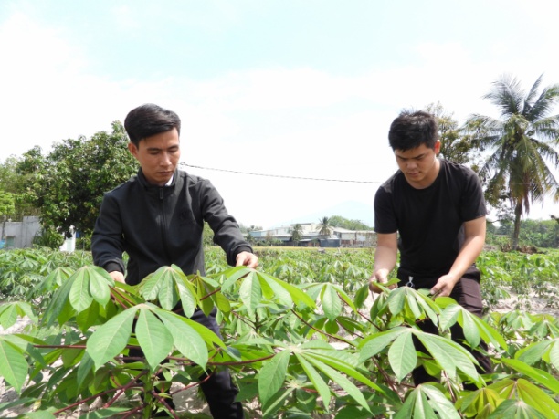 Một trong những giống sắn mới khác đang được các đơn vị tại Tây Ninh phối hợp nghiên cứu, có khả năng kháng tốt với bệnh khảm lá. Ảnh: Trần Trung.