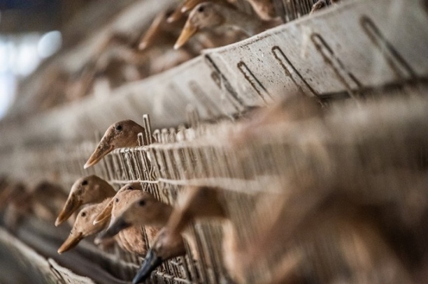 Ngành chăn nuôi vịt đẻ trứng mỗi năm đem về cho Đài Loan 60 triệu USD. Ảnh: CNA 