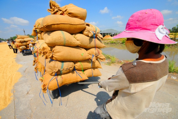 An Giang đang đẩy mạnh kêu gọi doanh nghiệp thu mua lúa nhằm thúc đẩy giá lúa tăng lên. Ảnh: Lê Hoàng Vũ.
