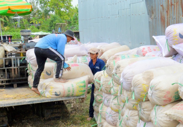 Hiện giá lúa tại ĐBSCL tiếp tục giảm nhẹ khi nông dân bước vào chính vụ thu hoạch rộ lúa đông xuân 2021 - 2022. Ảnh: Lê Hoàng Vũ.