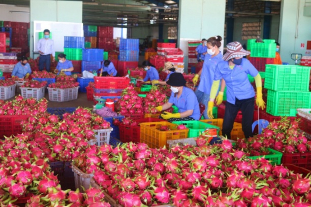 Không chú trọng tuân thủ các quy định trong thương mại quốc tế, các doanh nghiệp xuất khẩu thanh long Việt Nam đã 'tự lấy dây buộc mình'. Ảnh: Lê Khánh.