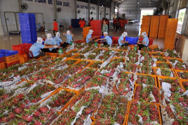Qúa phụ thuộc vào thị trường Trung Quốc, thanh long Việt Nam lập tức 'lao dốc' khi gặp sự cố trong xuất khẩu sang thị trường này. Ảnh: Kim Sơ.