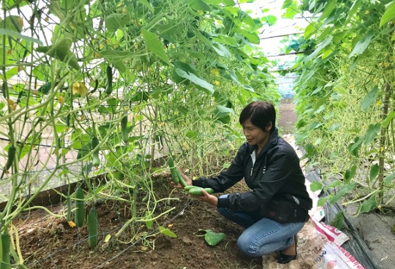 Một mô hình trồng rau ứng dụng công nghệ tưới tiên tiến ở Hà Nội.
