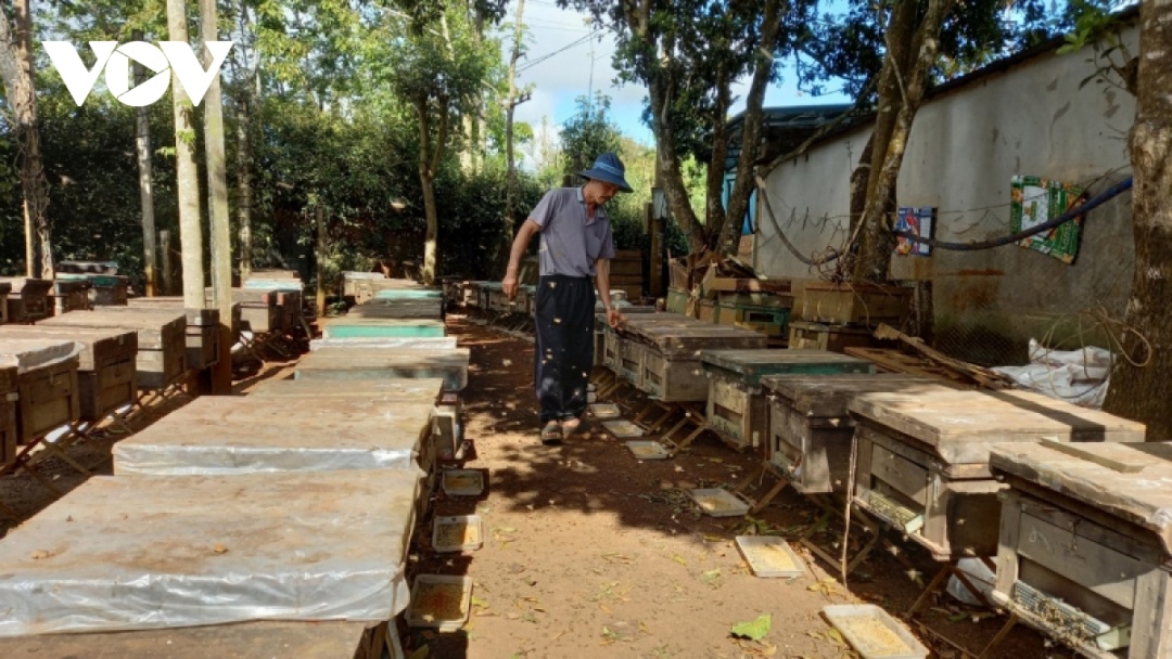 Hoa Kỳ áp mức thuế chống bán phá giá mật ong của Việt Nam lên tới trên 400%, người nuôi ong ở Đắk Lắk gặp khó.