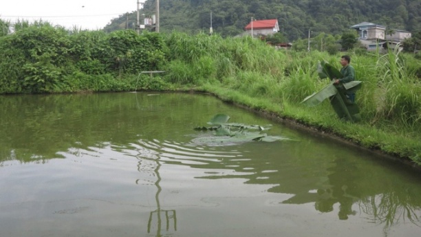 Ao cá nhà ông Hoàng Văn Quyến ở thị trấn Nà Phặc, huyện Ngân Sơn. Ảnh: Toán Nguyễn.