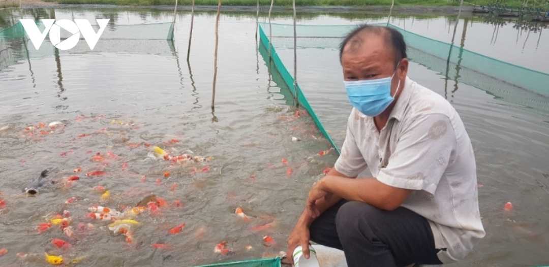 Theo anh Nguyễn Tấn Phong, cá Koi thuần Việt được nuôi ở vùng nước Bình Lợi có màu sắc đỏ rực rỡ và hoa văn sắc nét
