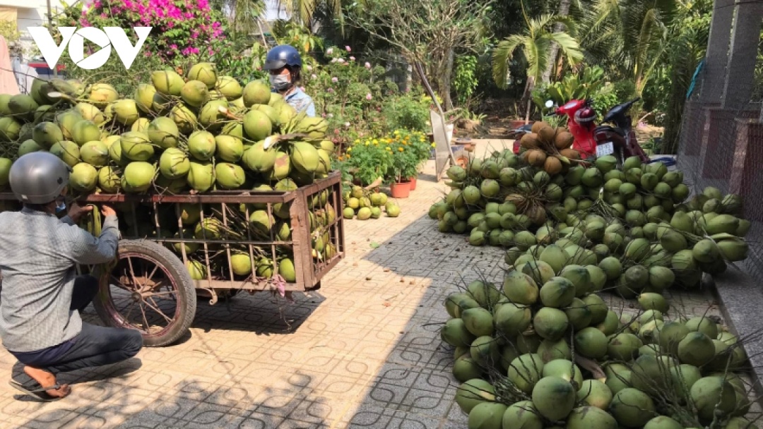 Nhà vườn tỉnh Tiền Giang rất phấn khởi vì có nguồn thu nhập khá từ vườn dừa xiêm tăng giá, hút hàng.