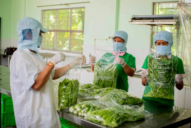 Sản xuất rau an toàn VietGAP tại HTX Nông nghiệp Phước Hiệp (huyện Tuy Phước, Bình Định). Ảnh: V.Đ.T