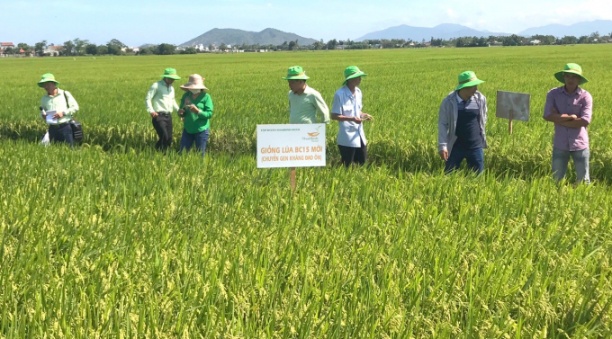 Cánh đồng lớn liên kết sản xuất lúa giống của Tập đoàn ThaiBinh Seed sản xuất giống BC15 mới chuyển gen kháng đạo ôn tại HTX Nông nghiệp Phước Hưng (huyện Tuy Phước, Bình Định). Ảnh: V.Đ.T