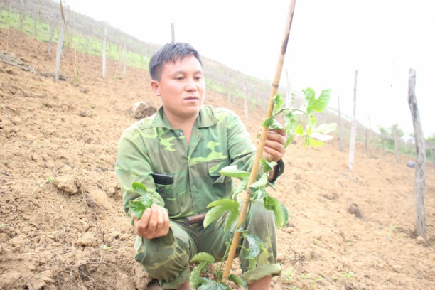 Người dân bản Phiêng Cài, xã Lóng Sập (Mộc Châu) liên tục thăm vườn chanh leo mới trồng, những cây có biểu hiện bệnh sẽ được ngắt bỏ, trồng thay thế. Ảnh: Trung Quân.