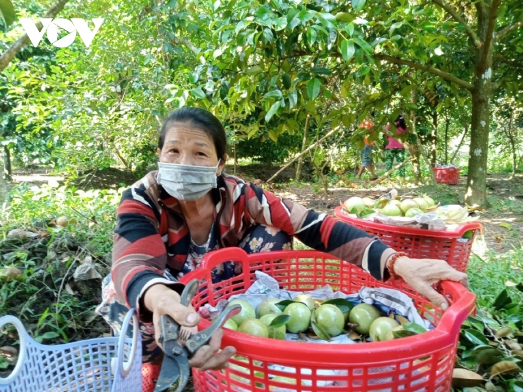 Bà Trần Thị Chính, xã Trường Thành, huyện Thới Lai, TP. Cần Thơ đang thu hoạch vườn vú sữa.