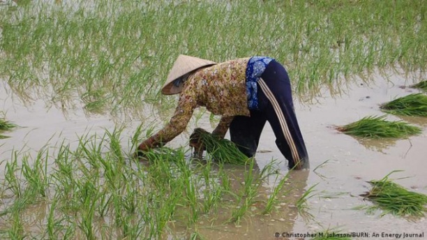 Ở đồng bằng sông Cửu Long của Việt Nam, nhiều khu vực canh tác ven biển đang phải đối mặt với hạn mặn gay gắt. Ảnh: DW