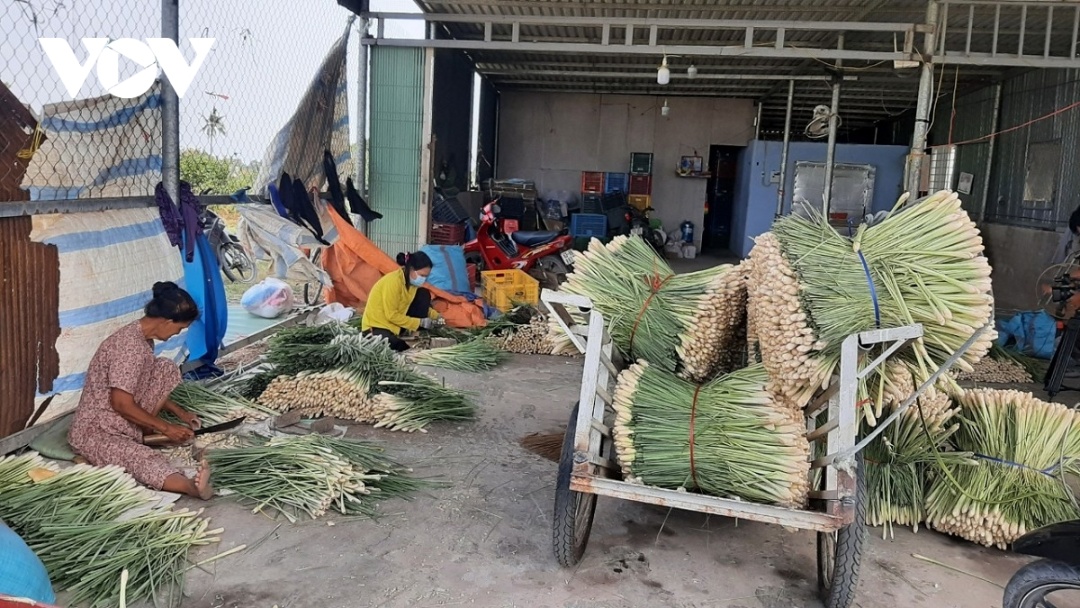 Cơ sở thu mua cây sả ở xã Phú Thạnh, huyện Tân Phú Đông