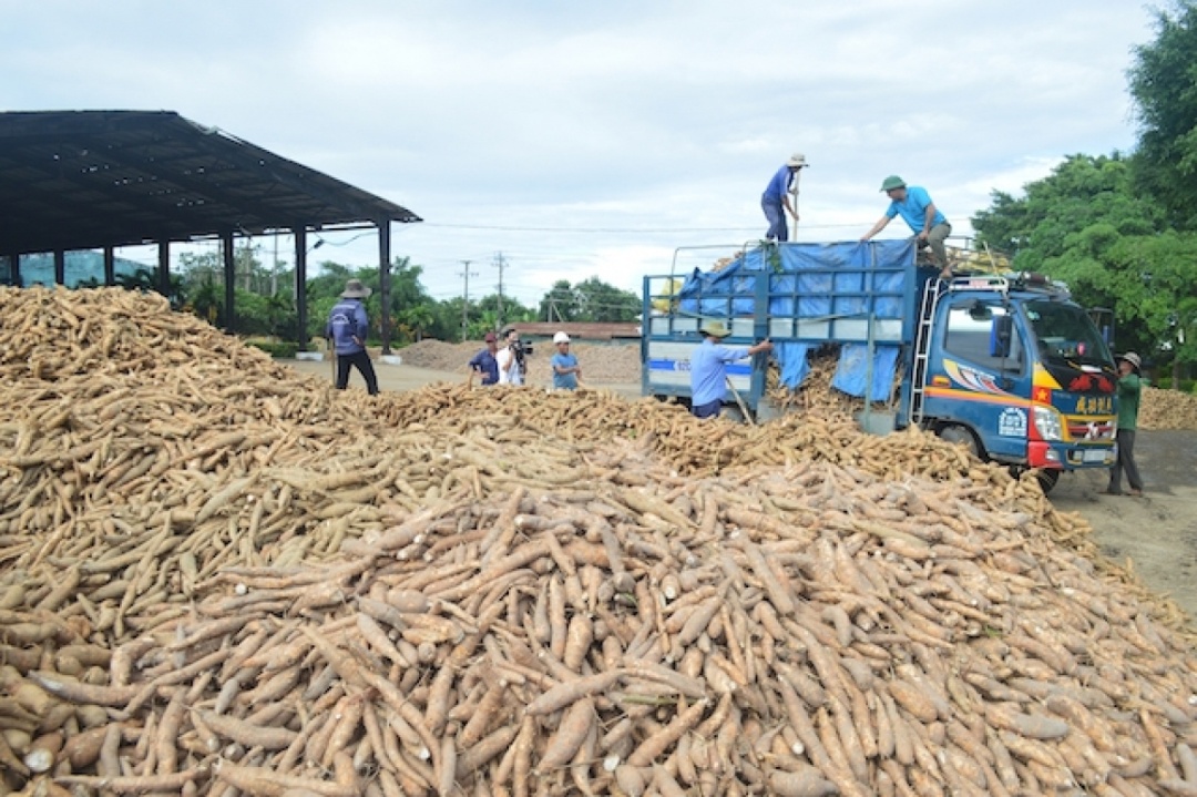 Hiệp hội Sắn Việt Nam cho biết hiện ngành sắn đang phải đối mặt với khó khăn rất lớn và có nguy cơ sụp đổ hoàn toàn khi Tổng cục Thuế có công văn số 632/TCT-TTKT. (Ảnh minh họa: KT)