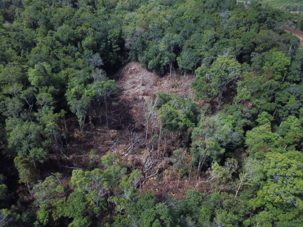 Khu vực rừng tự nhiên bị tàn phá ngay cạnh rừng trồng của Công ty MDF.