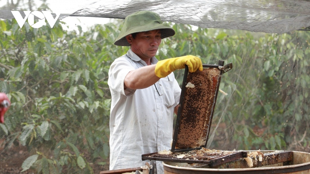 Người nuôi ong ở Đắk Lắk lo lắng trước mức thuế áp chống bán phá giá của Mỹ đối với mật ong Việt Nam.