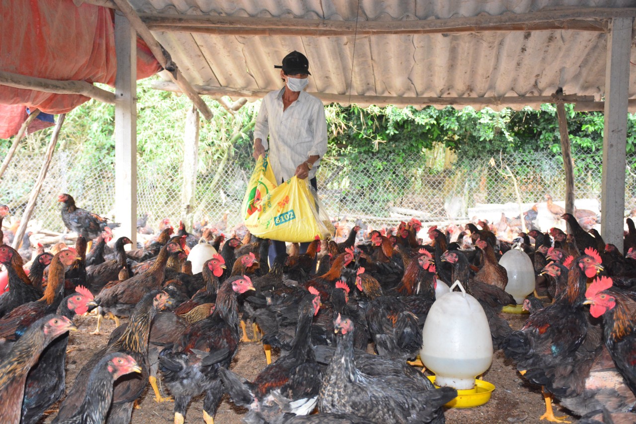 Bỏ lái xe về nuôi gà thả vườn đút túi gần 150 triệu đồngnăm