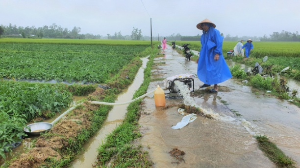 Những hộ trồng dưa ở Quảng Nam đội mưa túc trực bên đồng ruộng để bơm nước, tránh bị ngập úng, gây thiệt hại. Ảnh: L.K.