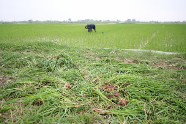 Vụ xuân 2022, lúa ma tiếp tục có xu hướng lây lan rộng tại huyện Kiến Xương (Thái Bình). Ảnh: Trung Quân.