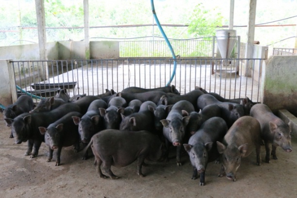 Lợn Kiềng Sắt dễ nuôi, chống chịu bệnh dịch tốt và có khả năng thích nghi với nhiều vùng sinh thái khác nhau. Ảnh: Mạnh Hùng.
