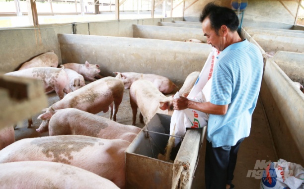 Ngành nông nghiệp tỉnh Lâm Đồng tăng cường các biện pháp chăn nuôi an toàn sinh học nhằm góp phần phòng ngừa dịch bệnh trên đàn vật nuôi. Ảnh: Minh Hậu.