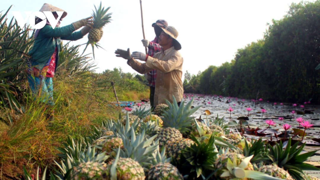 Nông dân xã Phương Bình, huyện Phụng Hiệp đã chuyển đổi nhiều diện tích đất trồng mía kém hiệu quả sang trồng cây khóm MD2.