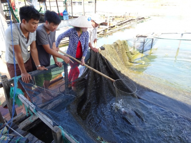 Nuôi cá nước ngọt đặc sản bản địa đang phát triển mạnh ở Gia Lai. Ảnh: Tuấn Anh.