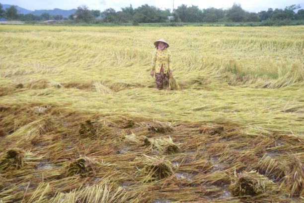 Hơn 15.000 ha lúa bị đổ ngã, rơm rạ không thu được do ngâm nước lâu ngày. Ảnh: V.Đ.T.