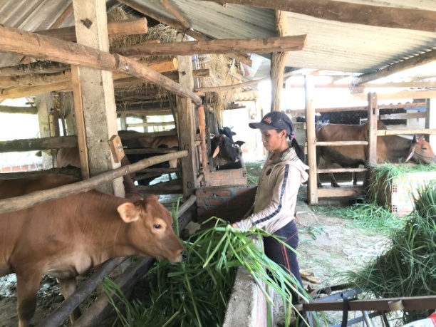 Mùa mưa năm nay, đàn trâu, bò 320.000 con ở Bình Định nguy cơ bị thiếu ăn vì rơm rạ trong vụ đông xuân bị mất số lượng lớn. Ảnh: V.Đ.T.