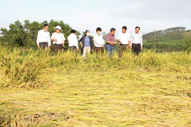 Đoàn công tác của Cục Trồng trọt kiểm tra tình hình thiệt hại lúa vụ đông xuân ở Quảng Ngãi. Ảnh: L.K.