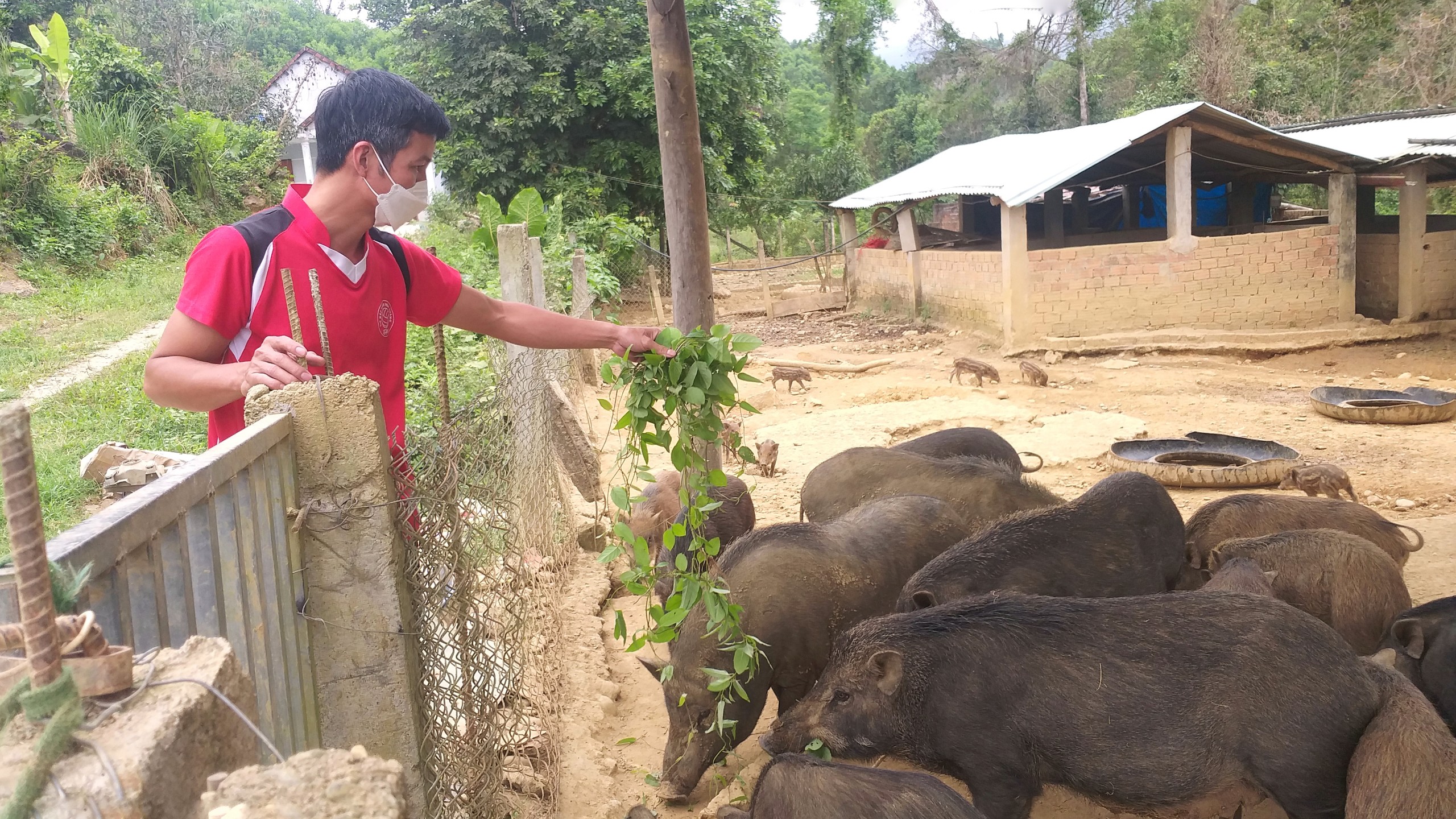 Kỹ thuật xây dựng chuồng nuôi lợn rừng