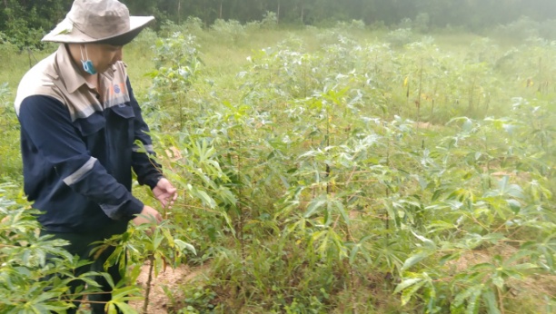 Vùng trồng sắn xã Xuân Quang 3 (huyện Đồng Xuân) bị bệnh khảm lá, cây thấp còi, lá nhăn nheo trông rất thảm hại. Ảnh: Hoài Nam.