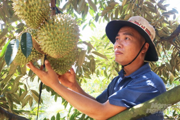 Trong giai đoạn 2010-2020, huyện Đạ Tẻh đã thực hiện chuyển đổi cây trồng hiệu quả thấp qua các loại cây ăn trái, dâu tằm... có giá trị kinh tế cao. Ảnh: T.H.
