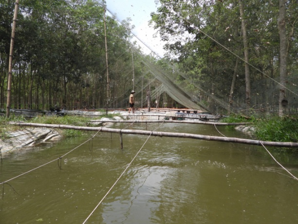 Mô hình nuôi cá trạch lấu trong ao tuần hoàn khép kín của anh Giàu tại huyện biên giới Tân Biên. Ảnh: Trần Trung.