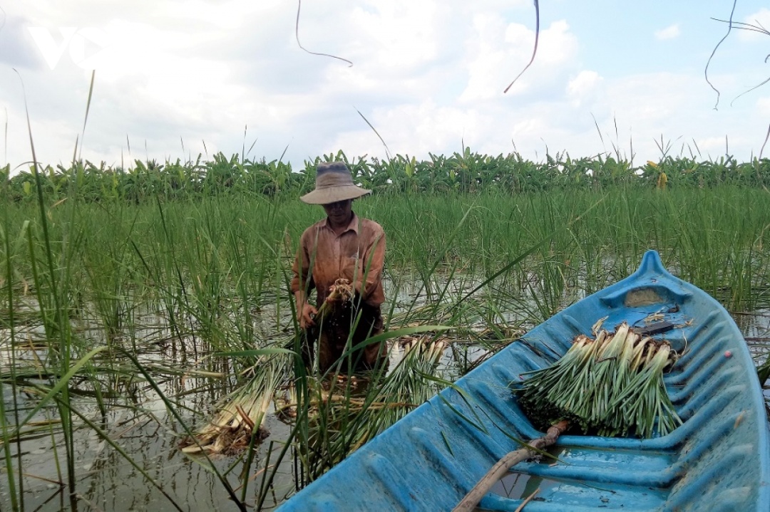Mô hình trồng bồn bồn kết hợp nuôi cá đang phát triển tại huyện Cái Nước, Cà Mau