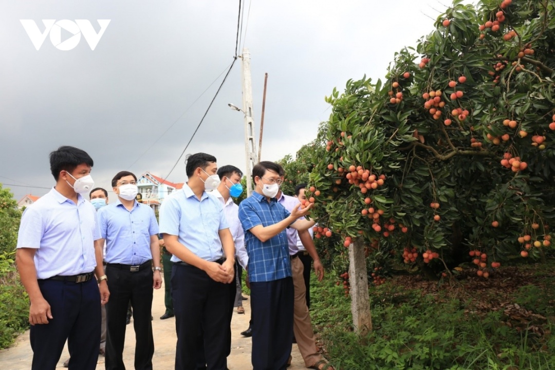 Kiểm soát chặt chẽ sử dụng thuốc BVTV phòng trừ sâu bệnh tại các vùng sản xuất vải thiều xuất khẩu là phương án hàng đầu được tỉnh Bắc Giang quan tâm và thực hiện.