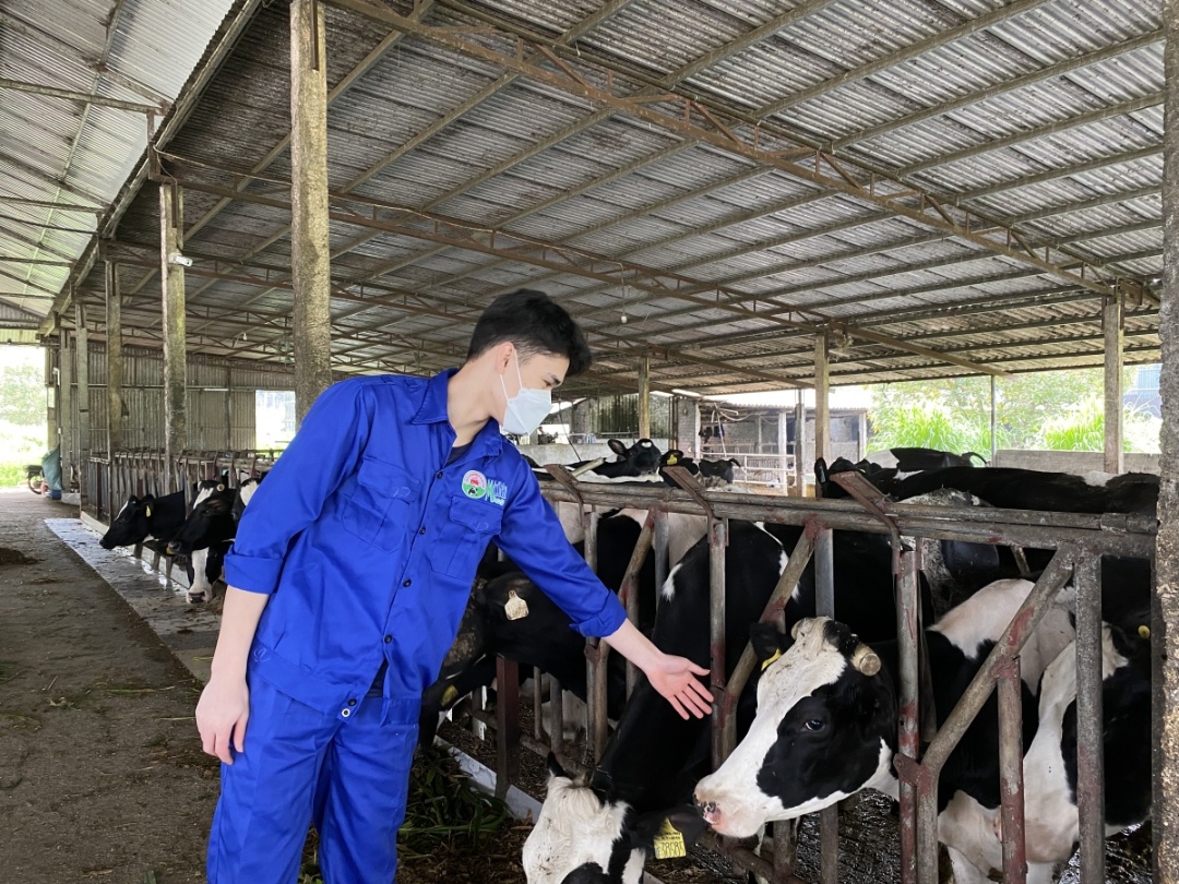 Anh Toàn đang âu yếm, nâng niu những cô bò sữa giúp gia đình làm giàu qua nhiều năm qua.