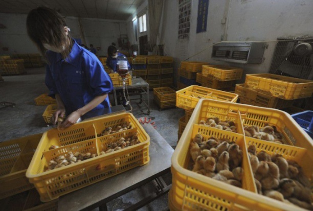 Nhân viên thú y Trung Quốc chủng ngừa vacxin cúm gia cầm tại một trang trại ở huyện Trường Phong, tỉnh An Huy hôm 14/4/2022. Ảnh: Reuters 