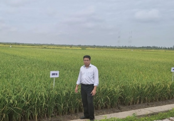 TS Trần Ngọc Thạch trên cánh đồng thực nghiệm của Viện Lúa ĐBSCL. Ảnh: Hữu Đức