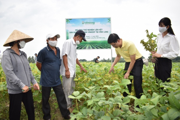 Mô hình liên kết sản xuất đậu nành luân canh với lúa tại ấp Tân Thới mang lại hiệu quả cao so với độc canh lúa 3 vụ/năm. Ảnh: Minh Đảm.