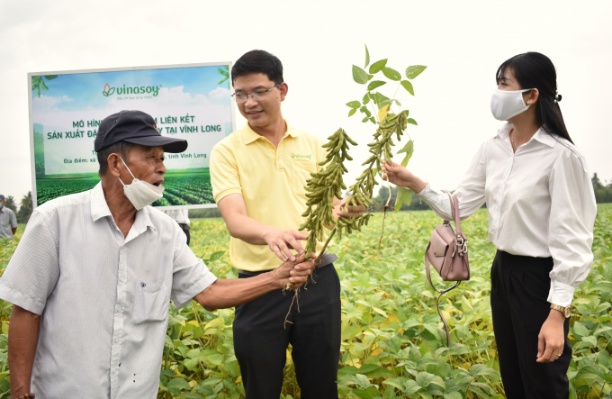 Cây họ đậu giúp cố định đạm trong đất, nhờ đó giúp cải tạo đất rất hiệu quả, giảm đáng kể chi phí phân bón trong sản xuất lúa. Ảnh: Minh Đảm.