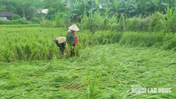 Quảng Bình: Nông dân điêu đứng vì gần 3.000 ha lúa vụ Đông - Xuân bị đổ rạp, lên mộng - Ảnh 4.